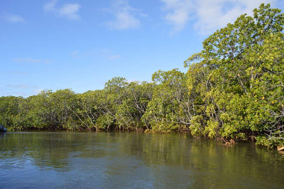 L'Office Français de la Biodiversité lance l'appel à projet Biodiv'Eco dans les territoires d'Outre-mer