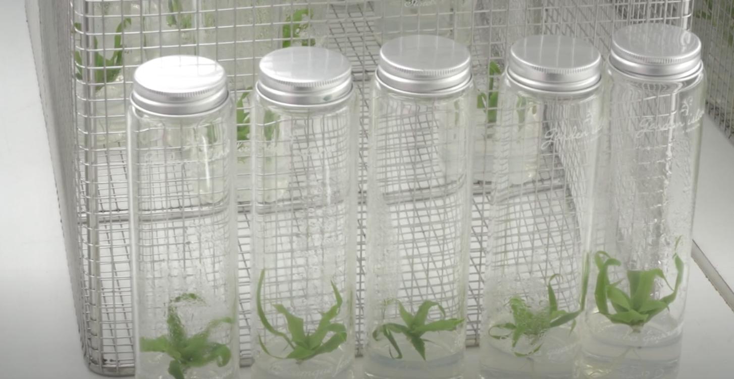Portraits d’Entreprises à La Réunion : VitroRun, premier laboratoire réunionnais spécialisé dans la production de plantes in vitro