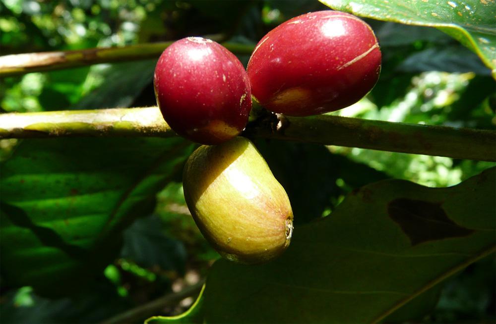 Guyane : Le Centre de ressources biologiques du Cirad obtient la certification de l’Organisation internationale de normalisation (ISO)