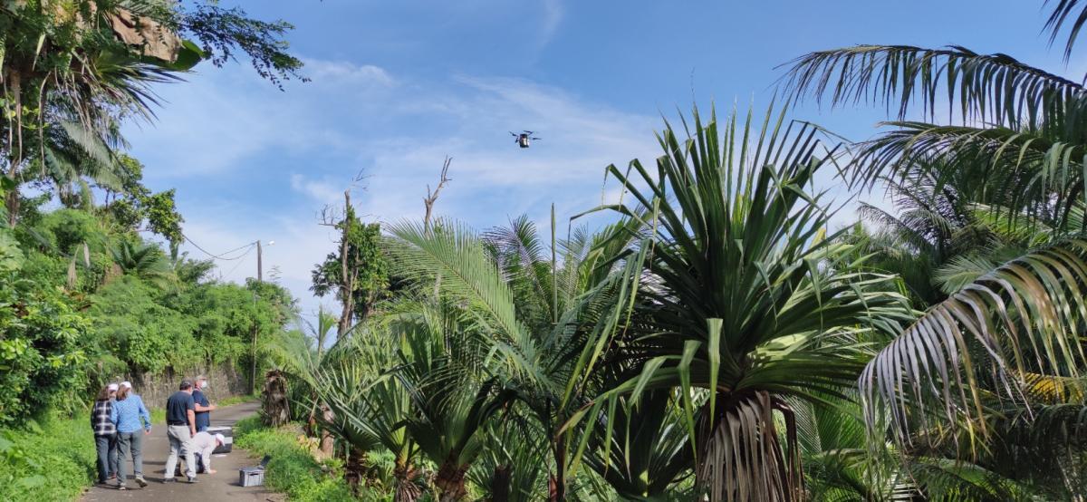 La Réunion : Premiers tests de lâchers de moustiques stériles par drones pour lutter contre la dengue