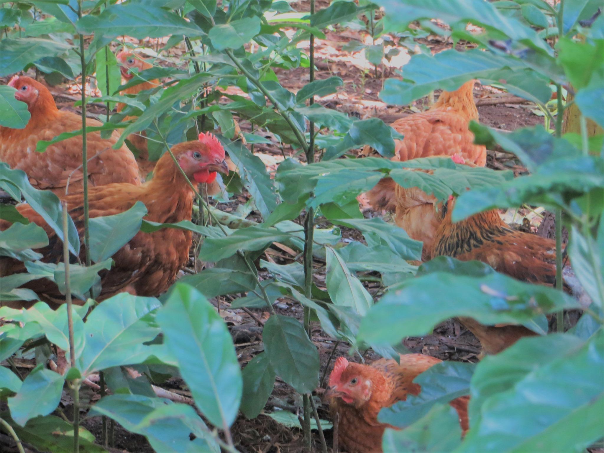 Mayotte: face aux importations, les filières agricoles locales tentent de se structurer