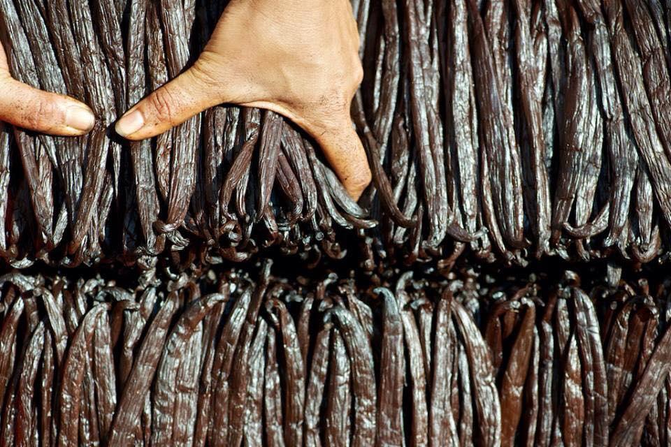 AOP, traçabilité, classification : Le gouvernement polynésien présente une loi sur l’organisation de la filière Vanille de Tahiti