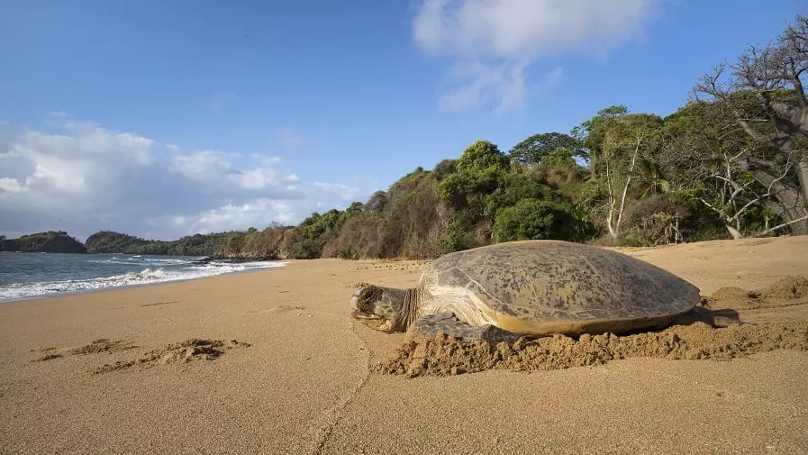 UNESCO : L’île de Mohéli aux Comores, réserve mondiale de biosphère