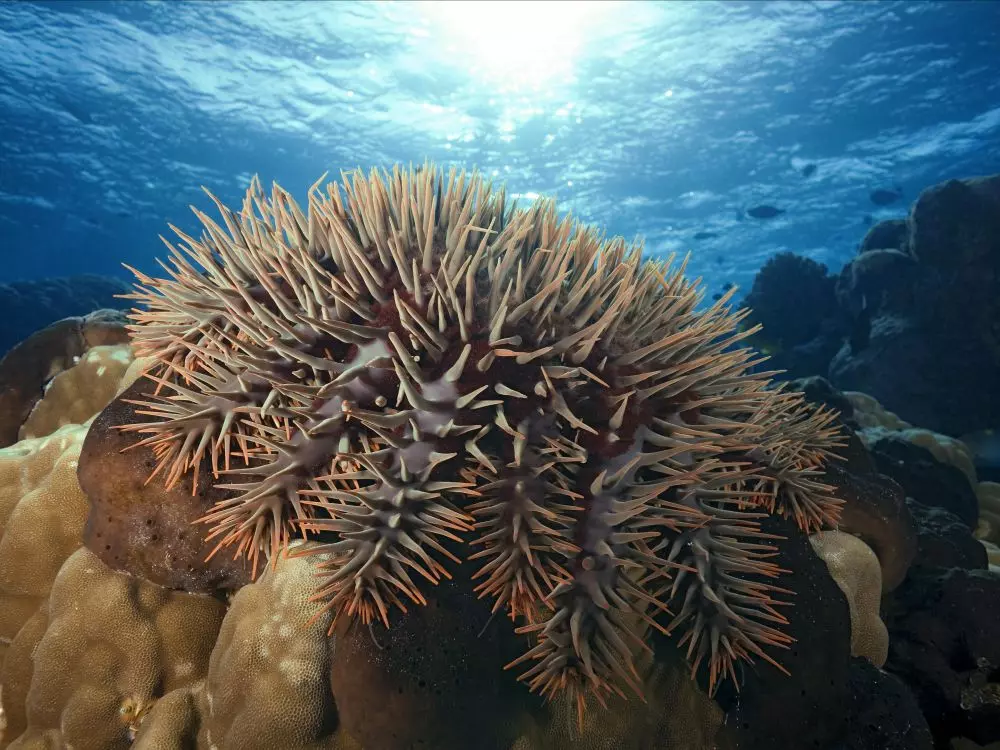 Biodiversité : Les acanthasters, un équilibre fragile entre espèce envahissante et rôle important