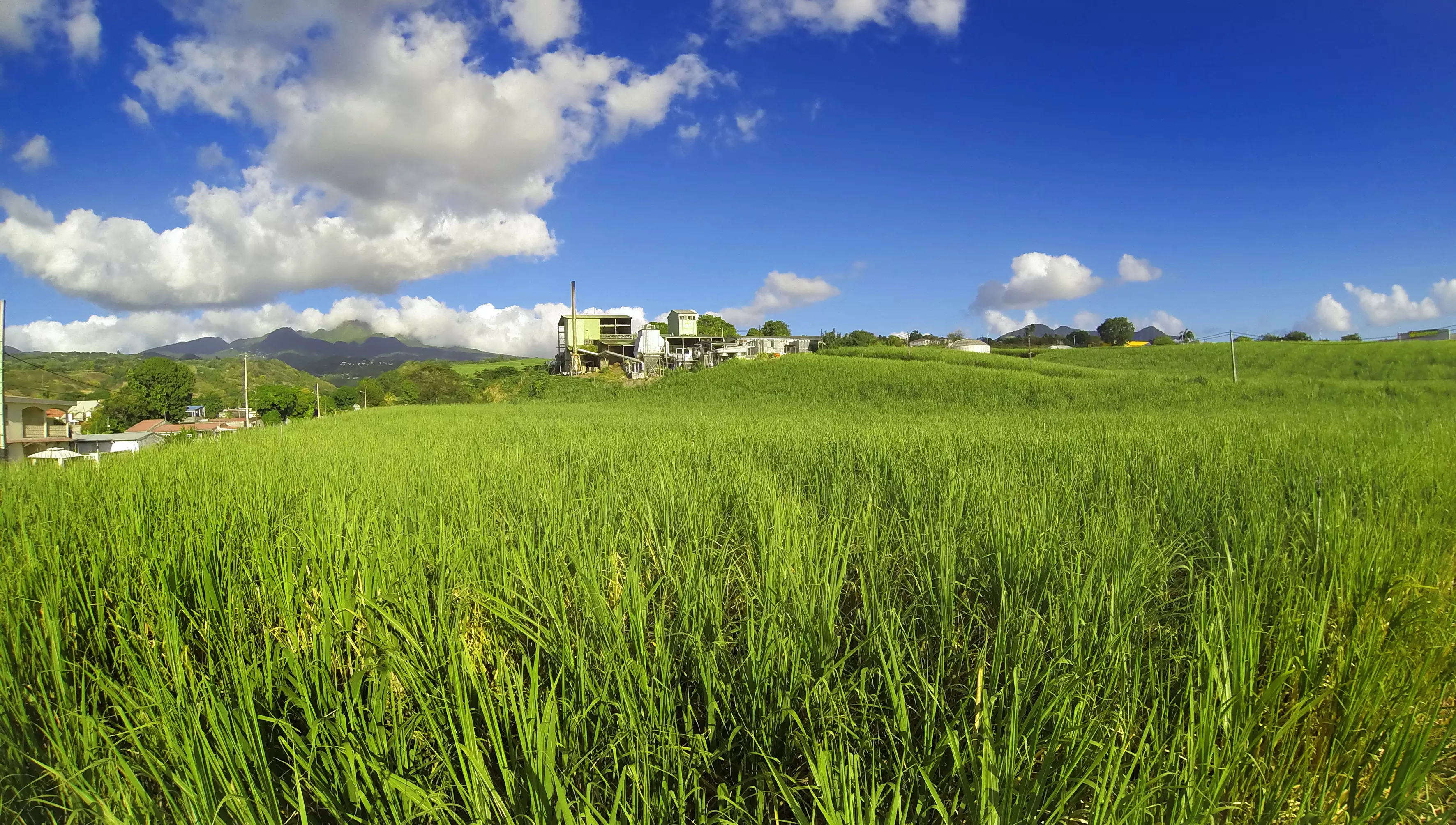 Guadeloupe : La distillerie Bologne, première distillerie à être certifiée haute valeur environnementale