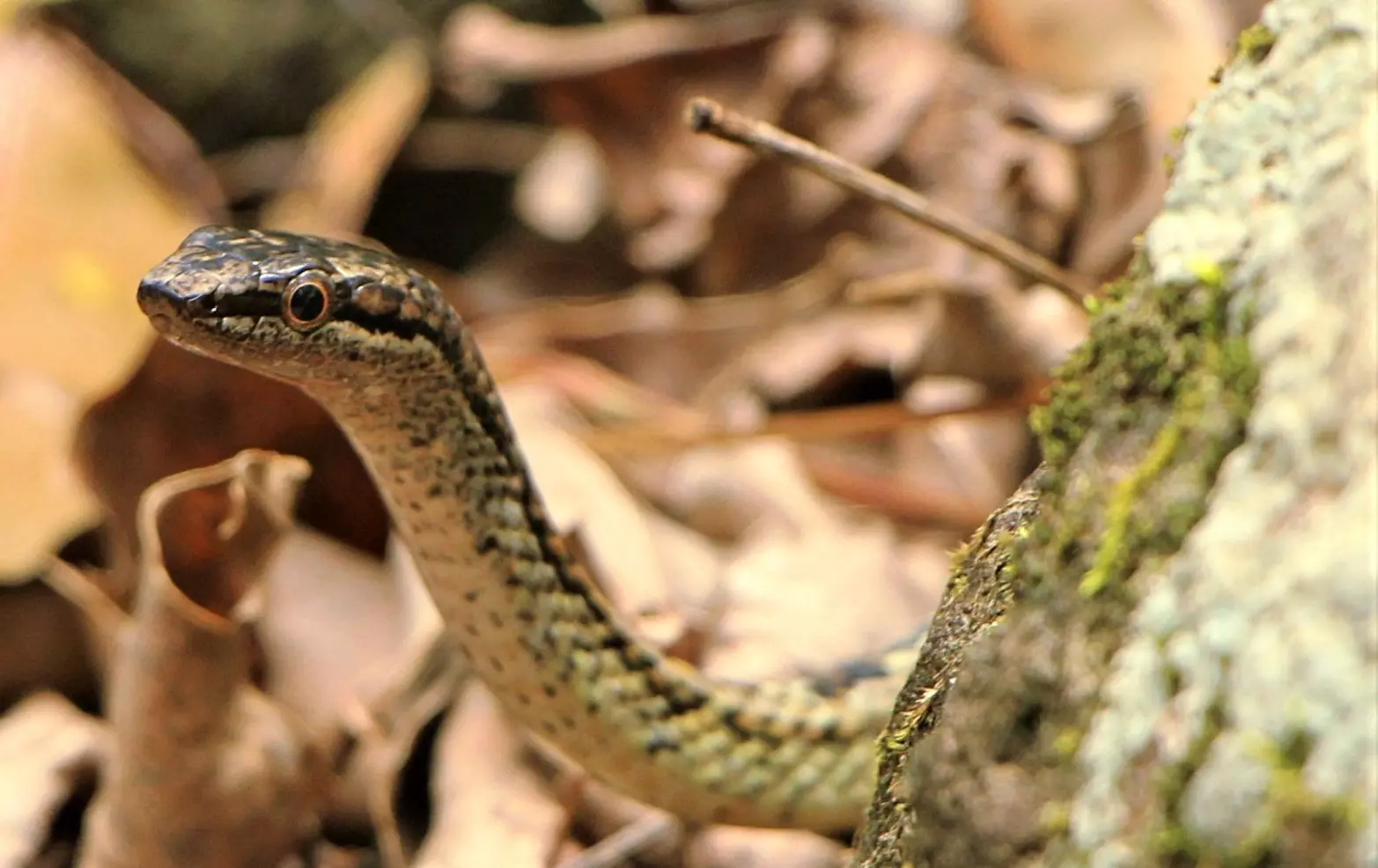 Biodiversité : près de 15 % des espèces de la faune guadeloupéenne menacées