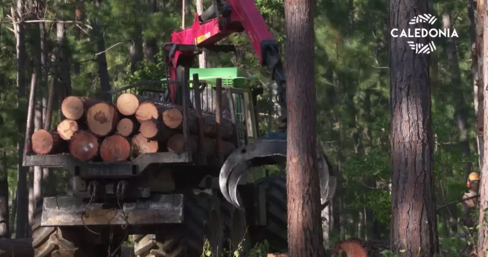 Nouvelle-Calédonie:&nbsp;La&nbsp;filière&nbsp;bois&nbsp;cherche&nbsp;l’obtention de nouveaux&nbsp;classements, des échantillons de pin des Caraïbes envoyés dans l'hexagone