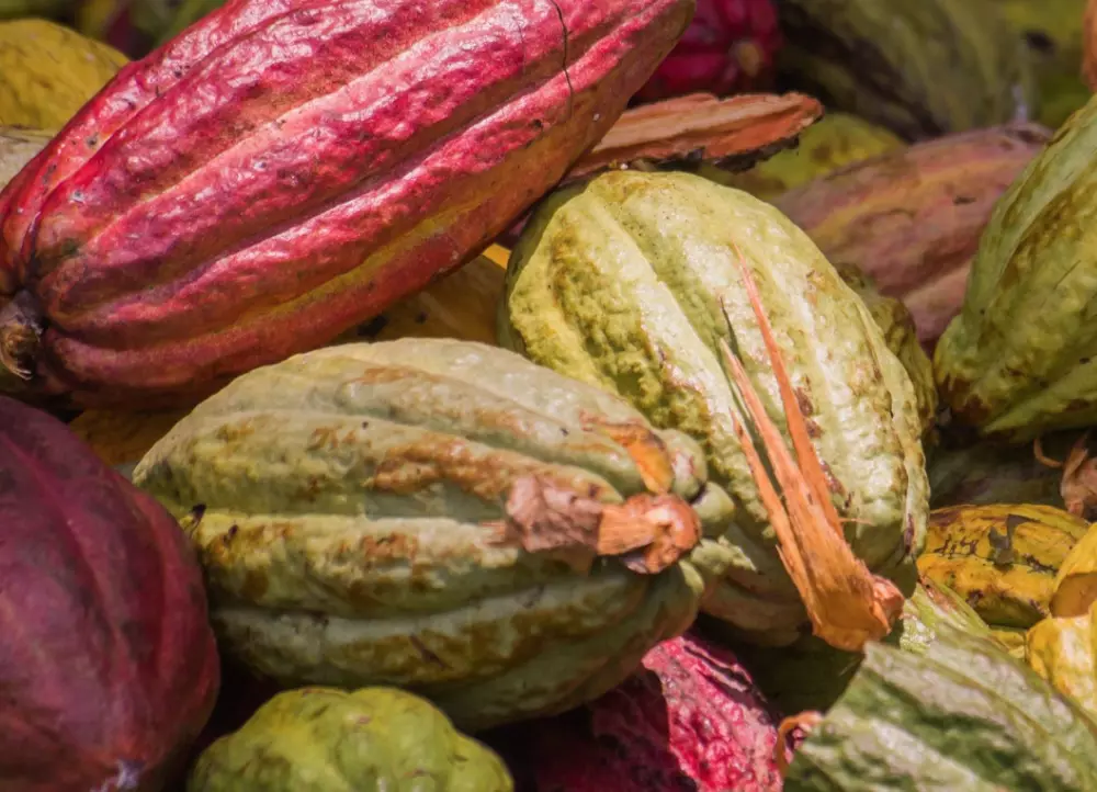 Agriculture : La Réunion, une filière d'avenir avec ses produits péï à base de cacao et de chocolat