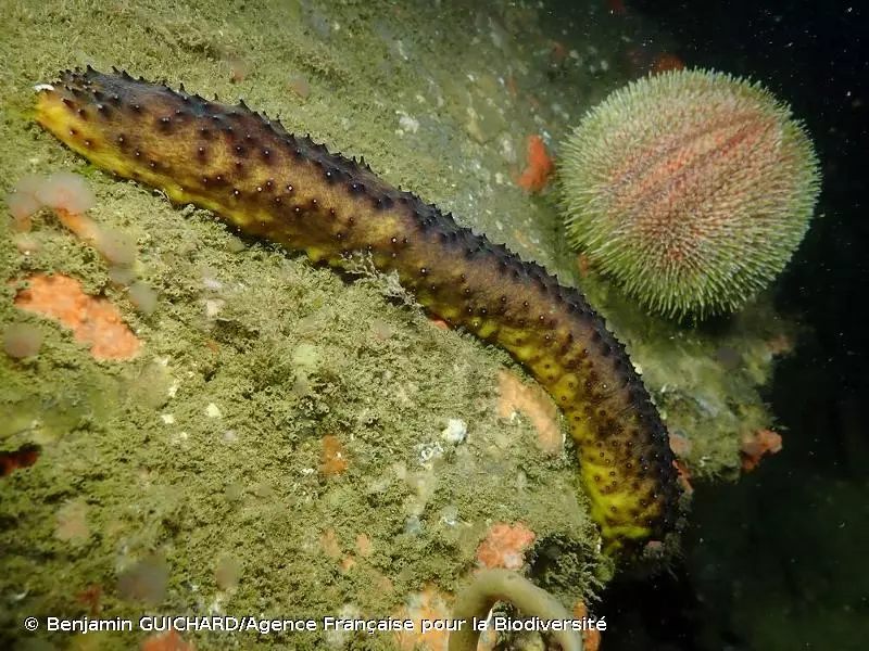 Saint-Pierre-et-Miquelon&nbsp;:&nbsp;L’Ifremer prépare de futurs travaux avec une&nbsp;Intelligence Artificielle pour le comptage de certaines espèces&nbsp;marines