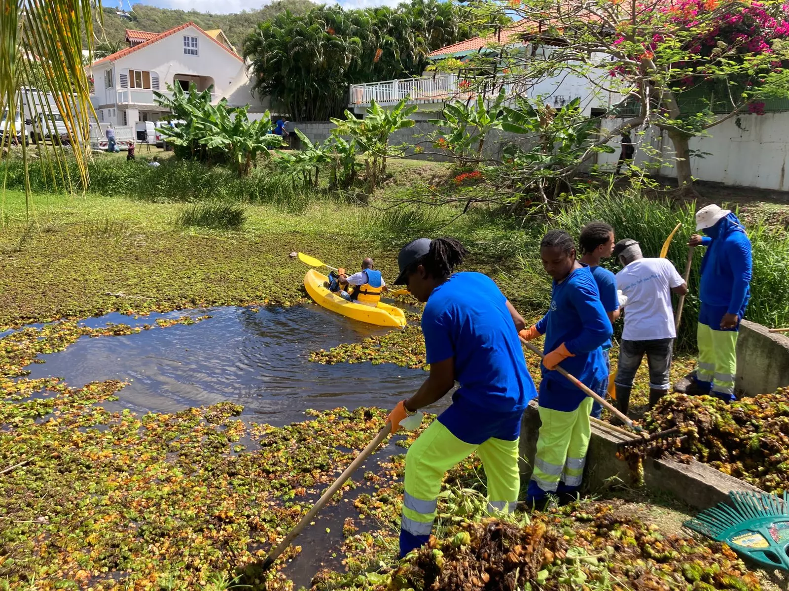 Biodiversité - Martinique : la mare de Pont Café à Sainte-Luce nettoyée pour être répertoriée