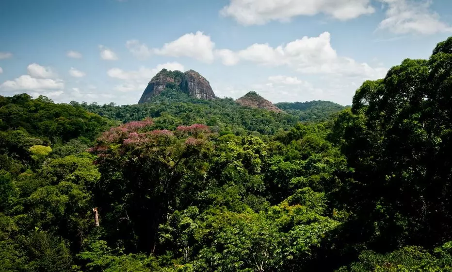 Guyane&nbsp;: Un&nbsp;Institut de la biodiversité et du développement durable ouvert en septembre 2022