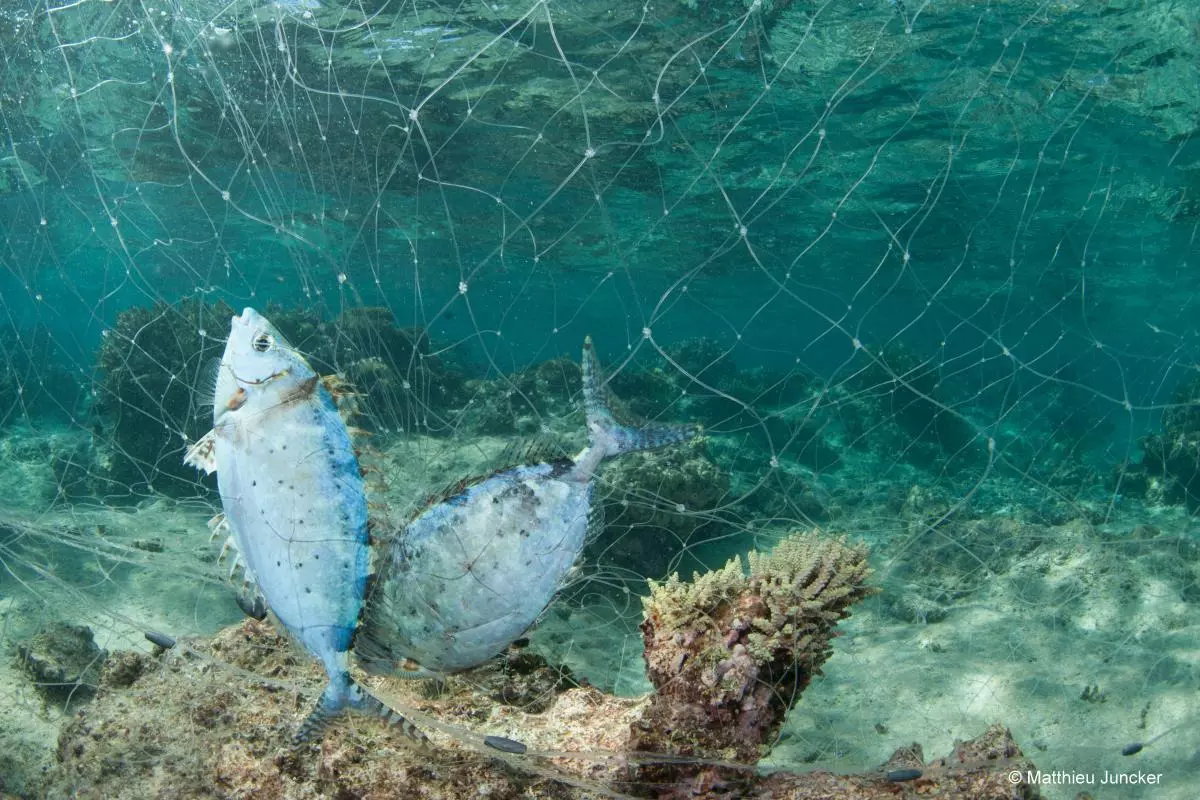 Pacifique : 17 États et Territoires insulaires se réunissent pour débattre des réalités des pêches côtières et de l’aquaculture