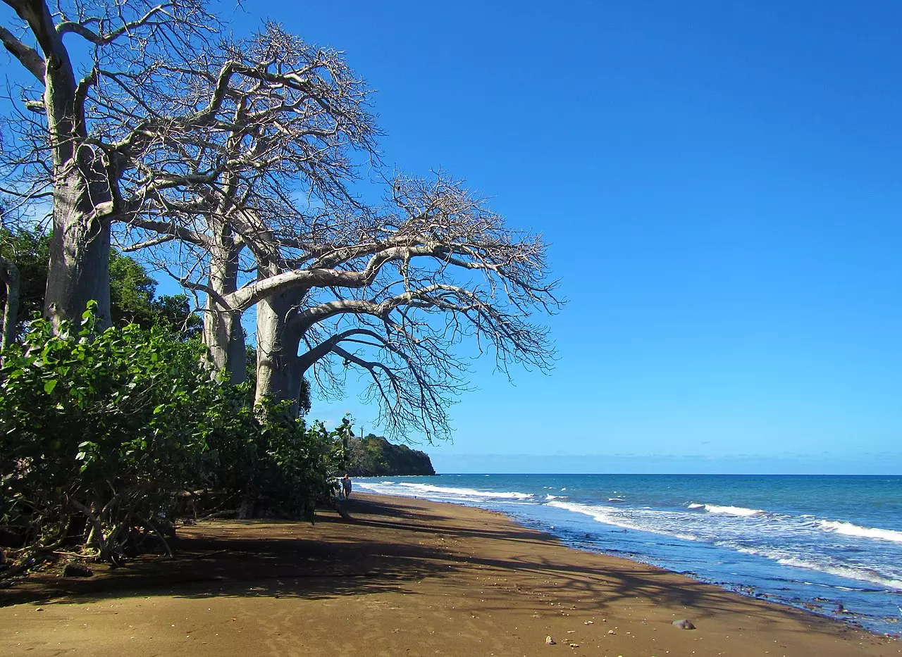 Biodiversité à Mayotte : Des Baobabs millénaires à la presqu’île de Saziley ?