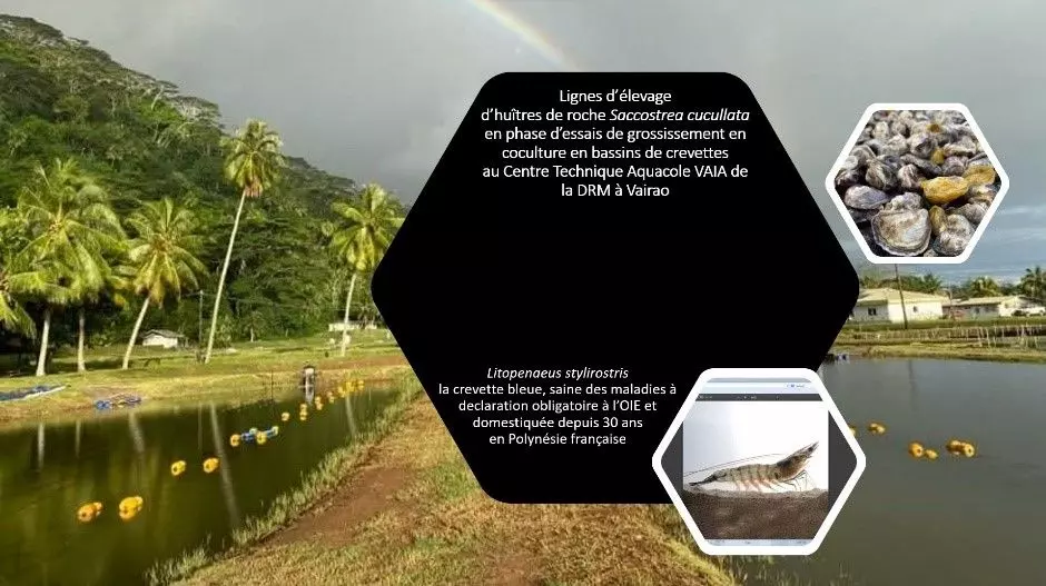 Polynésie : Le projet BIOMARINE de Faratea remporte l’AMI « Innover pour la transition écologique des territoires »