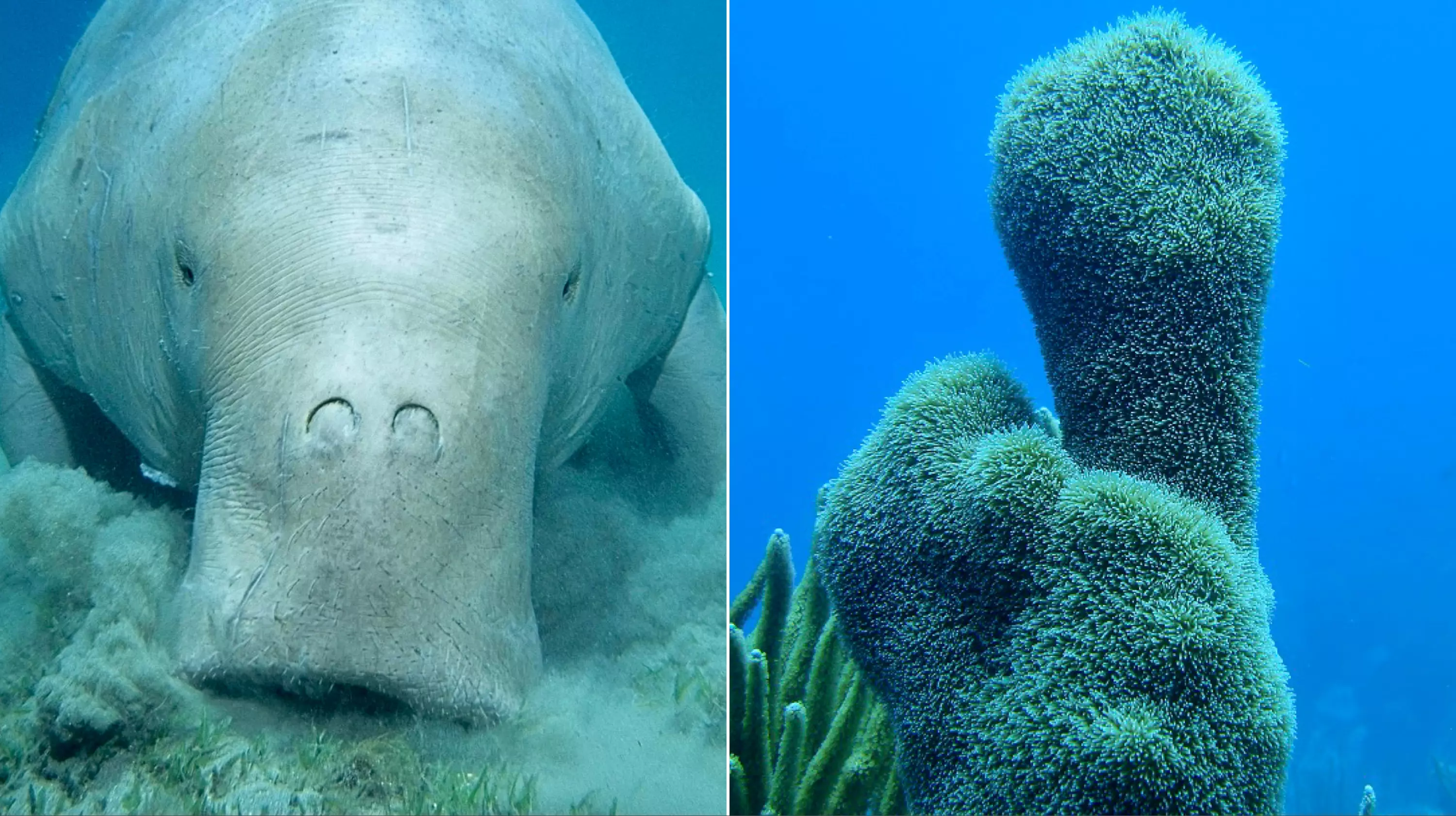 Biodiversité : L'UICN tire l'alerte sur le dugong calédonien et le corail de pilaires caribéen, en « danger critique »