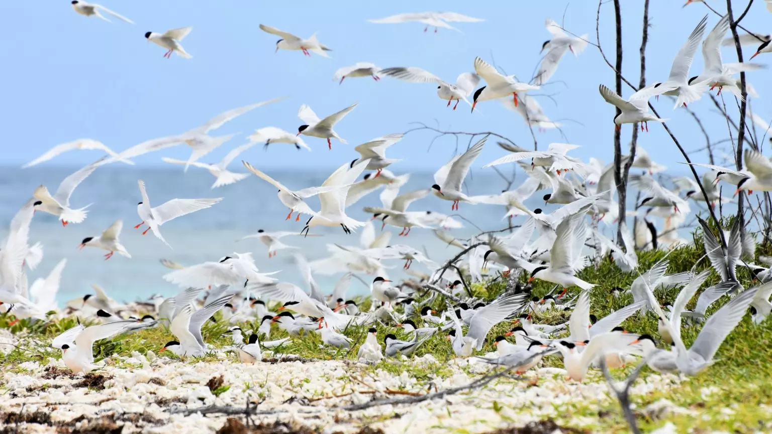 Nouvelle-Calédonie : 3ème année du partenariat entre la province Sud et l’IRD pour la préservation du patrimoine ornithologique marin
