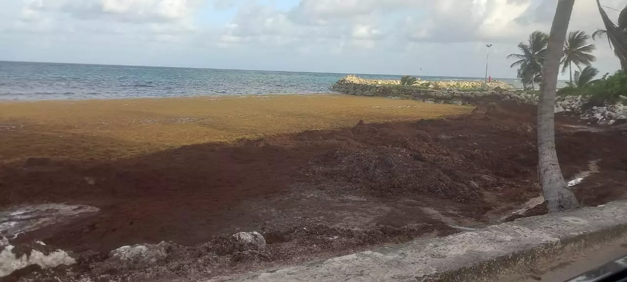 La Guadeloupe s'attend à une « année noire » en matière d'échouement de sargasses