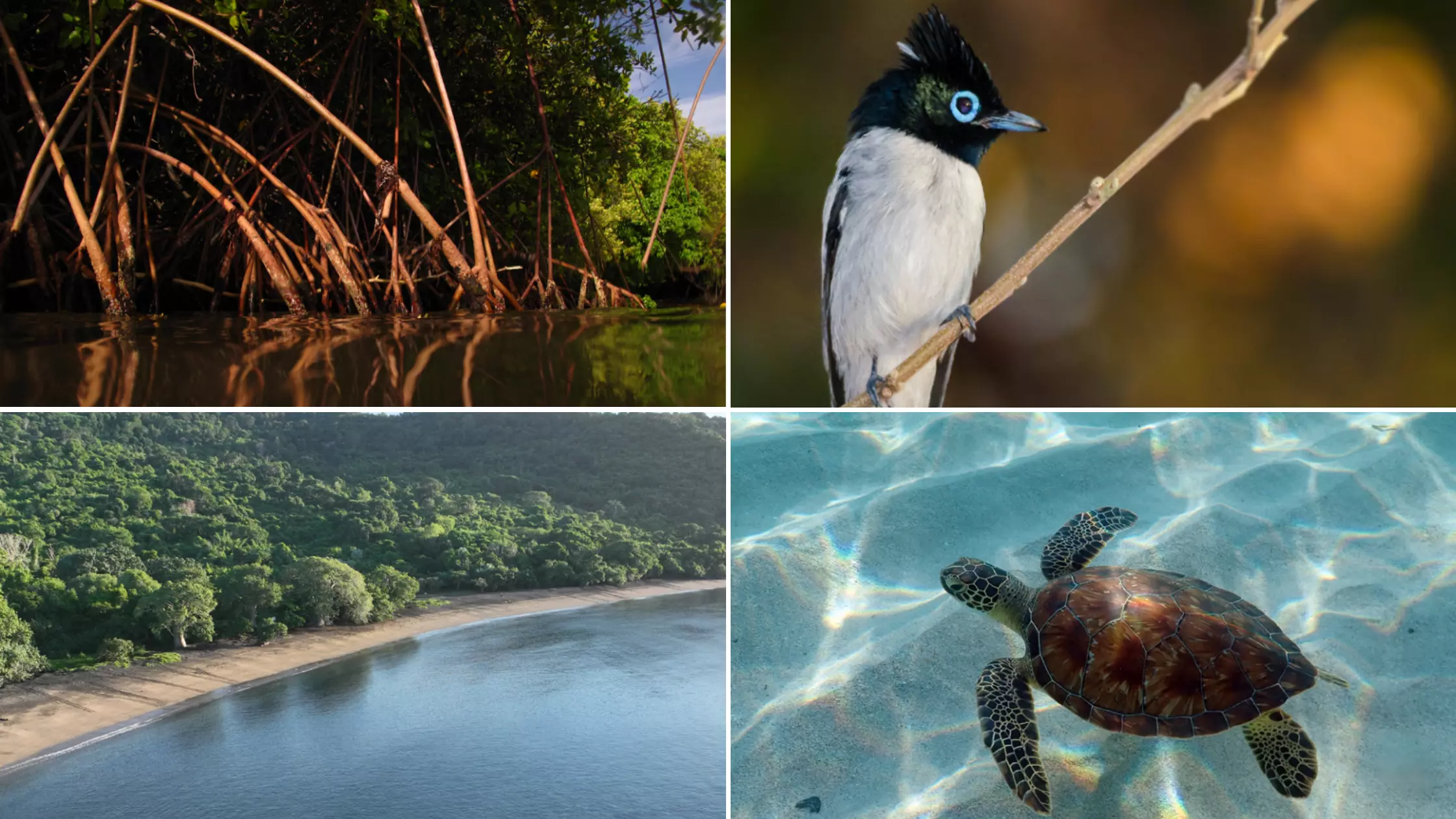 Quatre projets ultramarins sélectionnés dans « Mission nature», le nouveau jeu de grattage de la Françaises des Jeux avec l'Office français de la Biodiversité