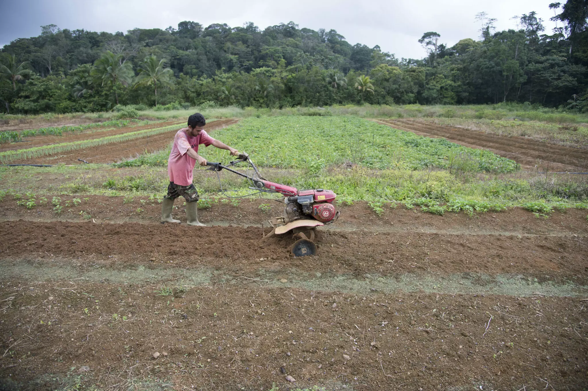 Guyane&nbsp;: 191 hectares du foncier de l’Etat attribués à des agriculteurs guyanais