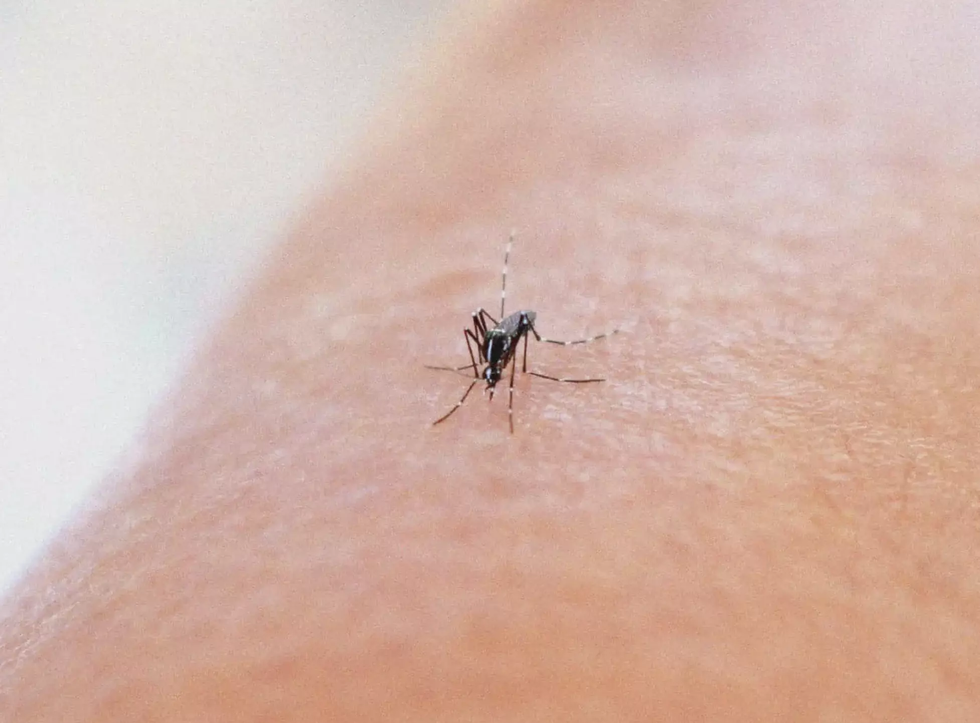 Chikungunya: L'OMS appelle à agir pour éviter des épidémies majeures
