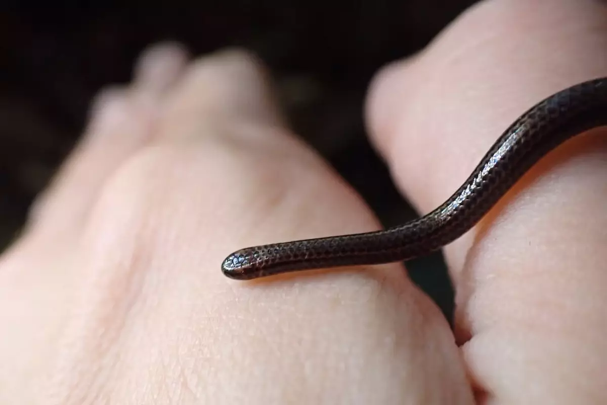 Vingt ans après la dernière observation, le serpent le plus petit du monde redécouvert à la Barbade