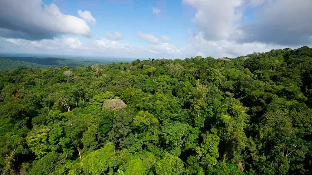 Guyane : la Cour des comptes demande à l’État de revoir sa politique forestière et alerte le premier ministre par la voie d’un référé