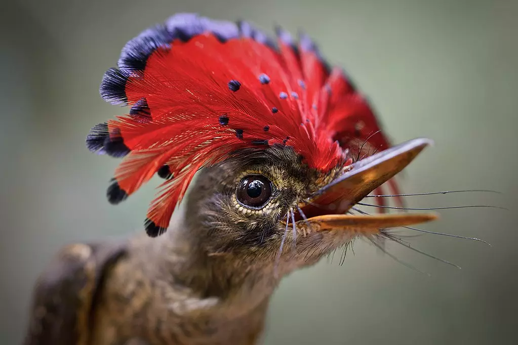Biodiversité : Les oiseaux tropicaux victimes des chaleurs extrêmes, selon une étude