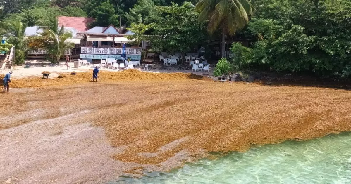 Une action collective lancée aux Antilles pour indemniser les victimes des sargasses