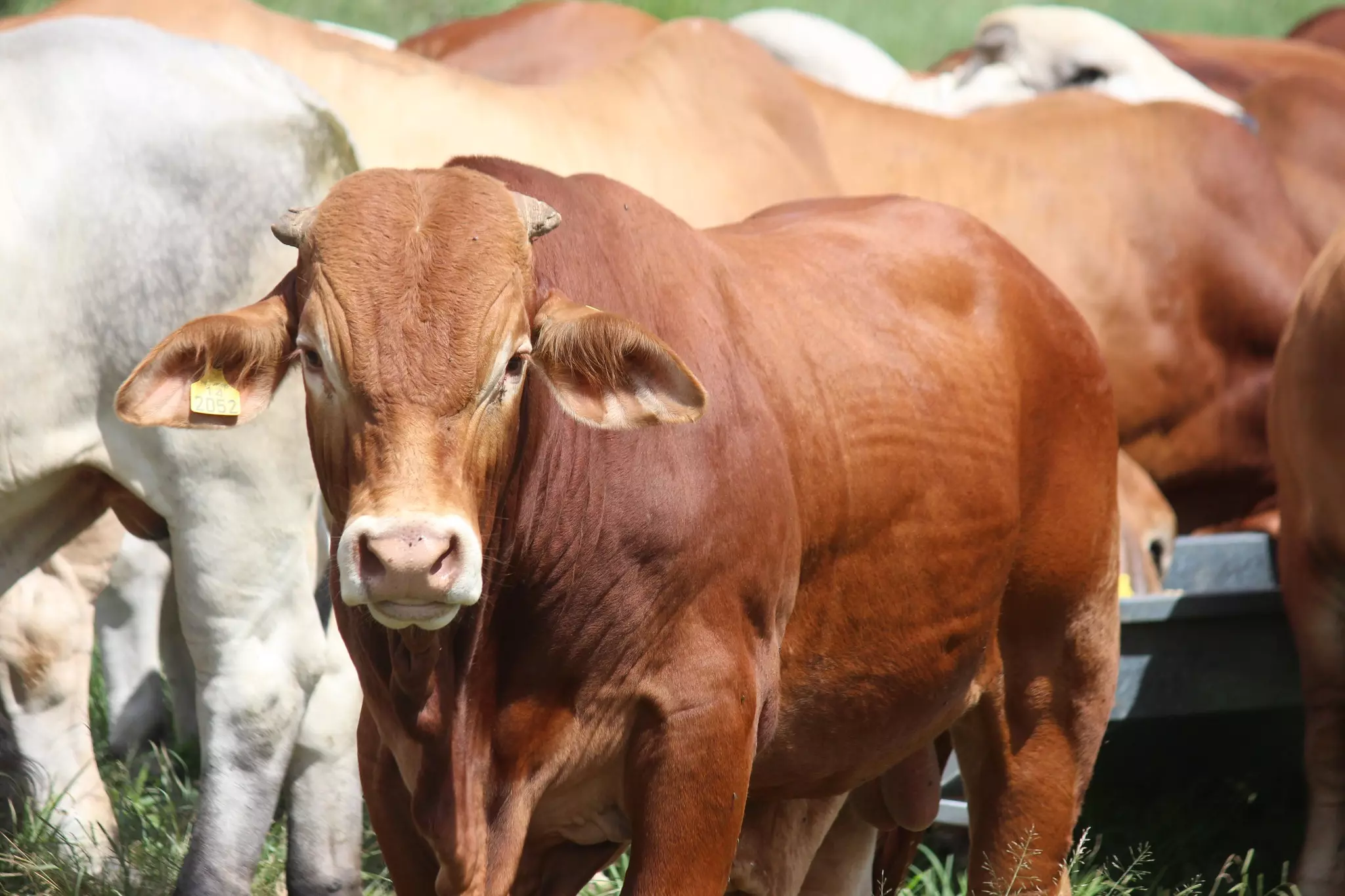 La viande de Nouvelle-Calédonie exportée pour la première fois vers la Polynésie