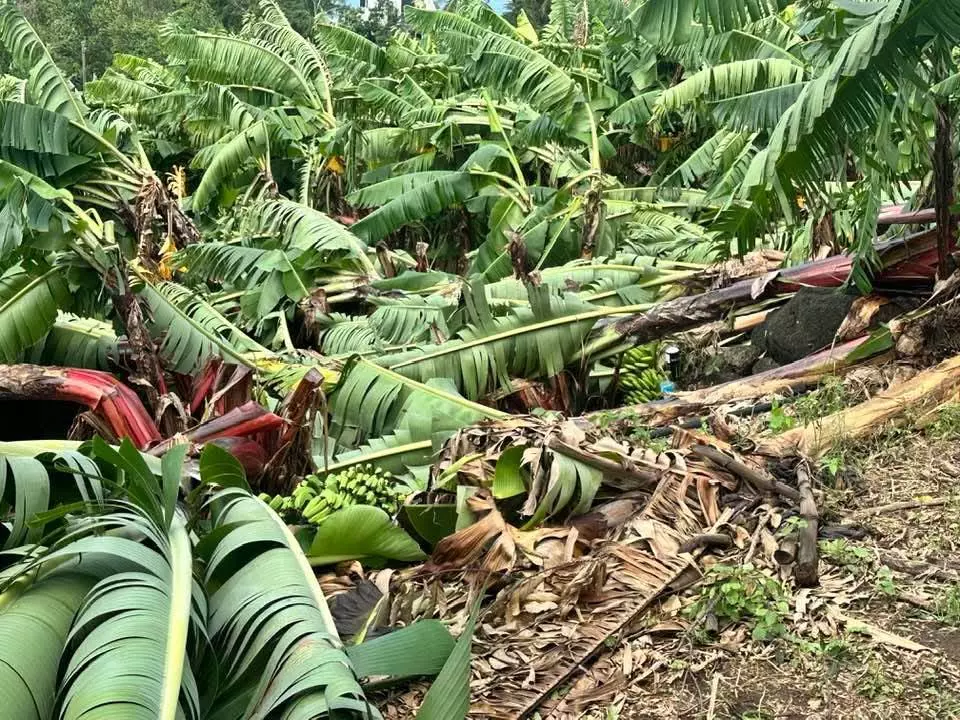 La Réunion : De nouvelles indemnisations pour les agriculteurs de l'île touchés lors du cyclone Garance