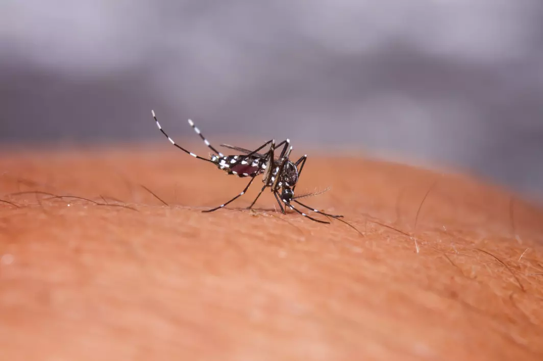 La Réunion : L'ARS et Santé publique France lance une enquête sur l’exposition au chikungunya après la récente épidémie