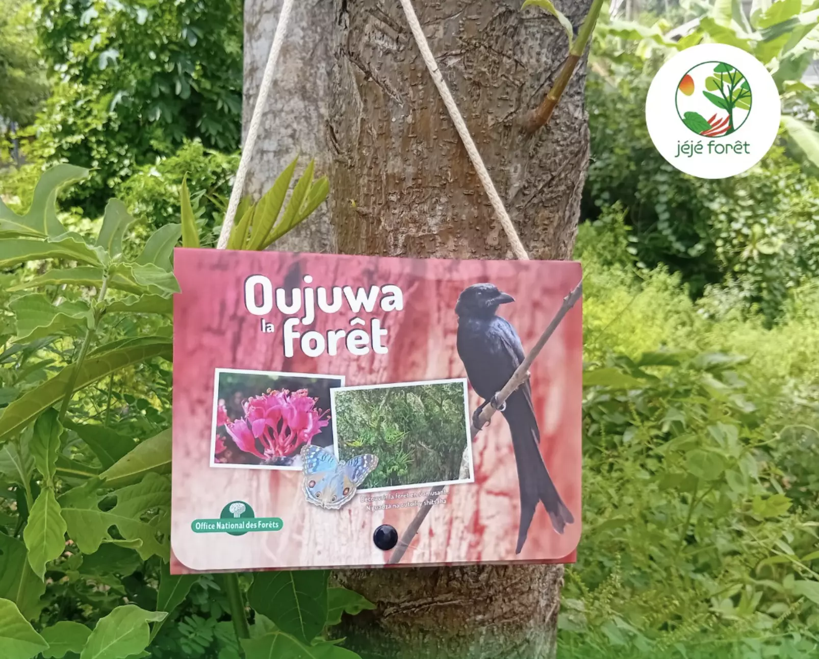 Mayotte : Mayotte Nature Environnement et l’OFB conçoivent une mallette pédagogique pour sensibiliser les enfants à la forêt