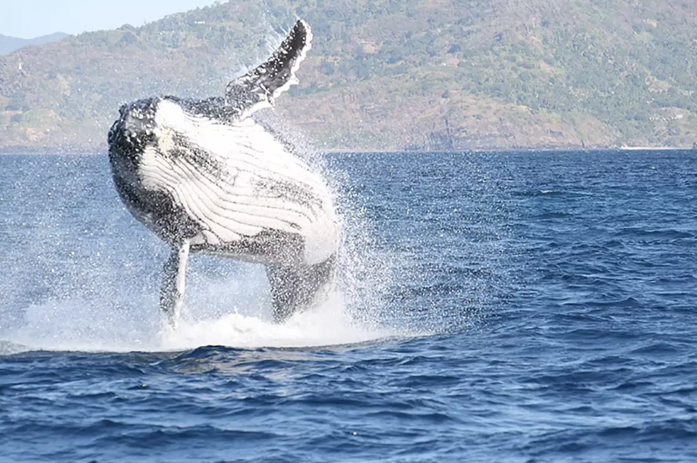 Mayotte-Protection des cétacés : L'association Ceta’Mahore dresse le bilan du projet Wujua 2