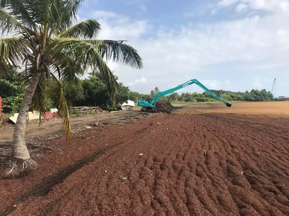 Aux Antilles, mobilisation accrue contre les arrivages massifs de sargasses