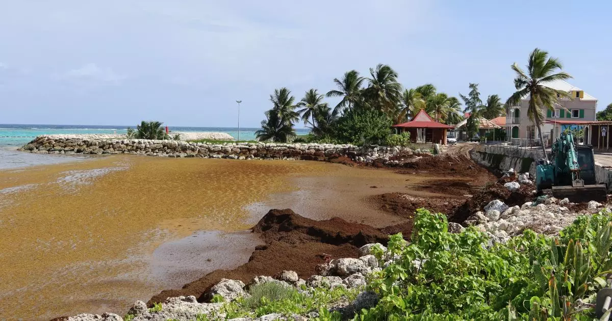 Sargasses en Guadeloupe : Le seuil d'alerte au sulfure d'hydrogène dépassé à Capesterre de Marie-Galante, plages et boulevard maritime fermés