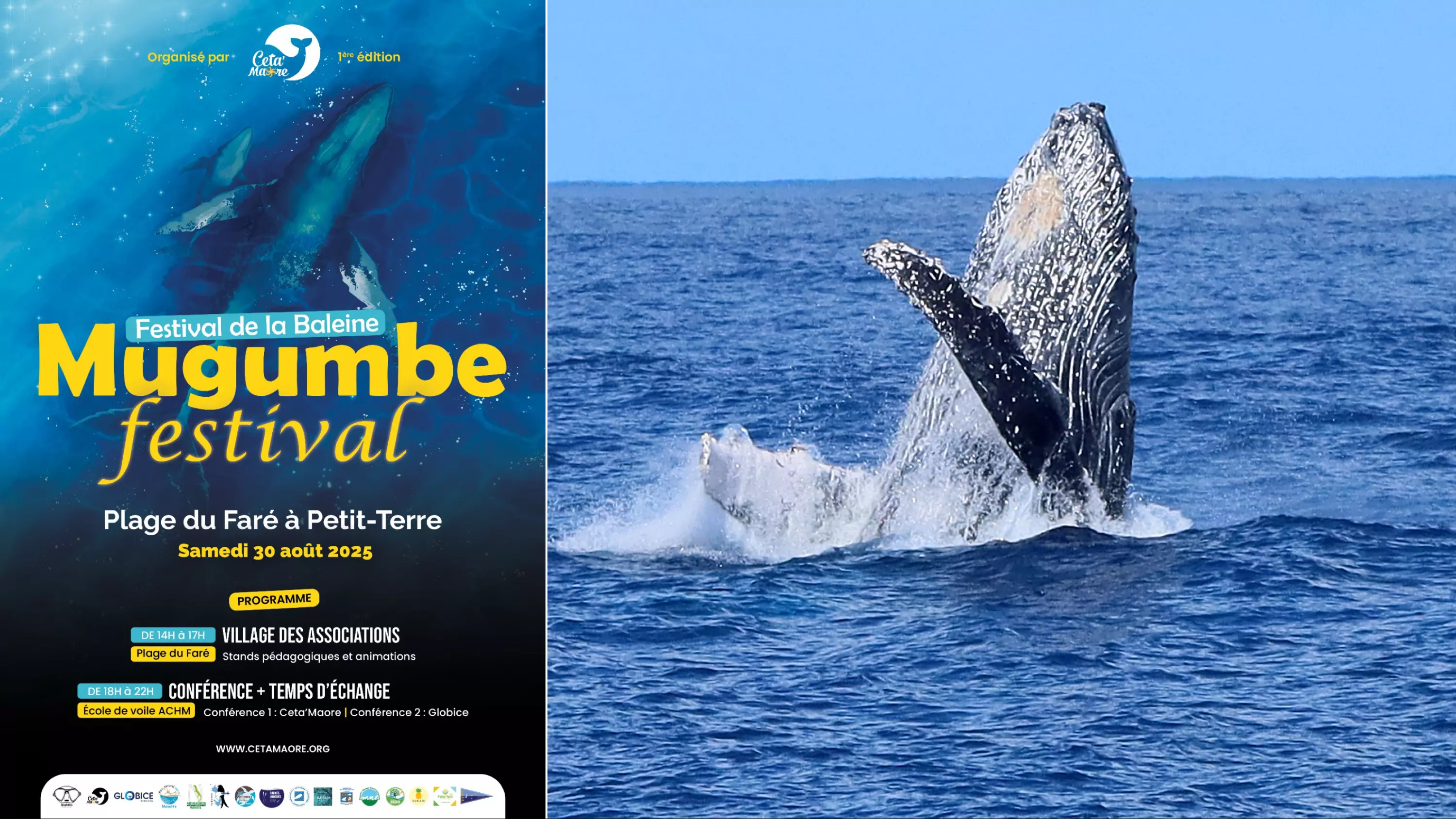 Mayotte va accueillir son premier Festival de la Baleine