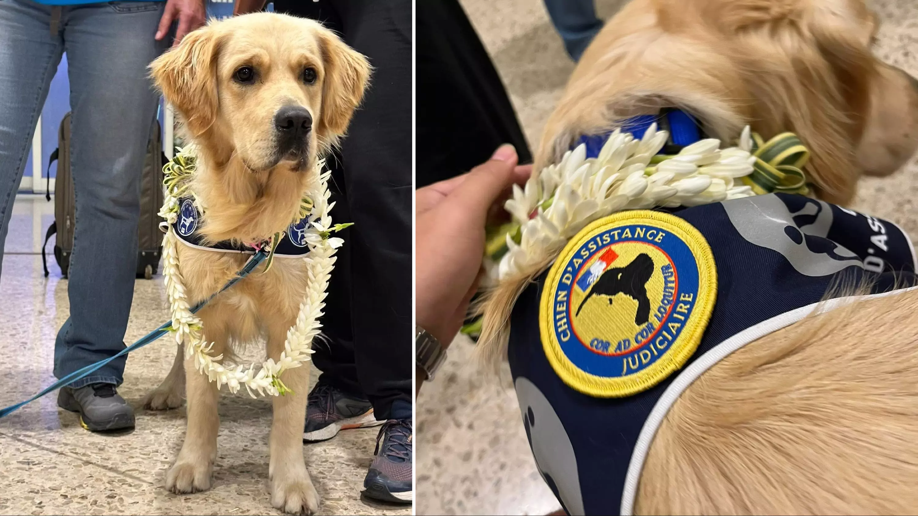 La Polynésie française accueille Ukyo, un « chien d’assistance judiciaire » pour réconforter les victimes de violences