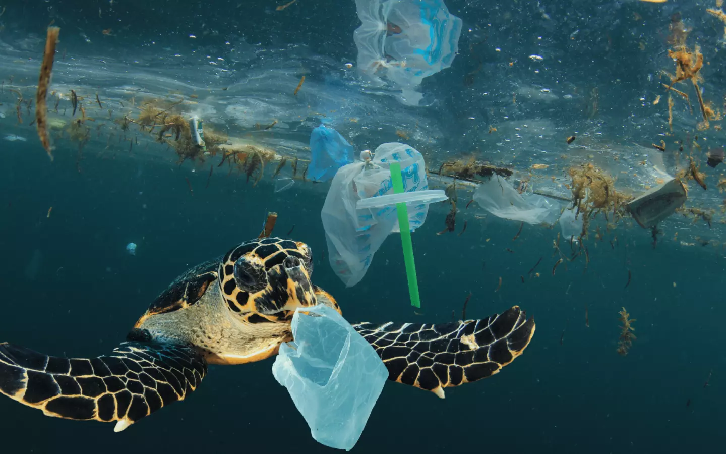 Planète : Pas de traité contre la pollution plastique à Genève