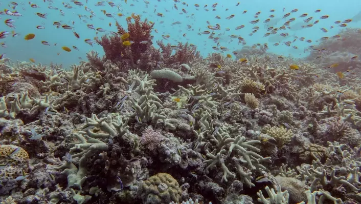 Pacifique : en Australie, la Grande Barrière de corail victime d'un record de blanchissement