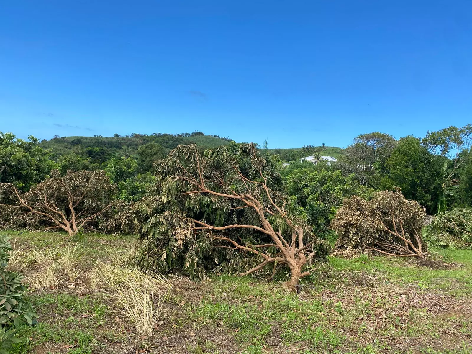 La Réunion : 1,3 million d’euros d’aides versés aux producteurs de vanille et de letchis dans le cadre des indemnisation post-cyclone Garance