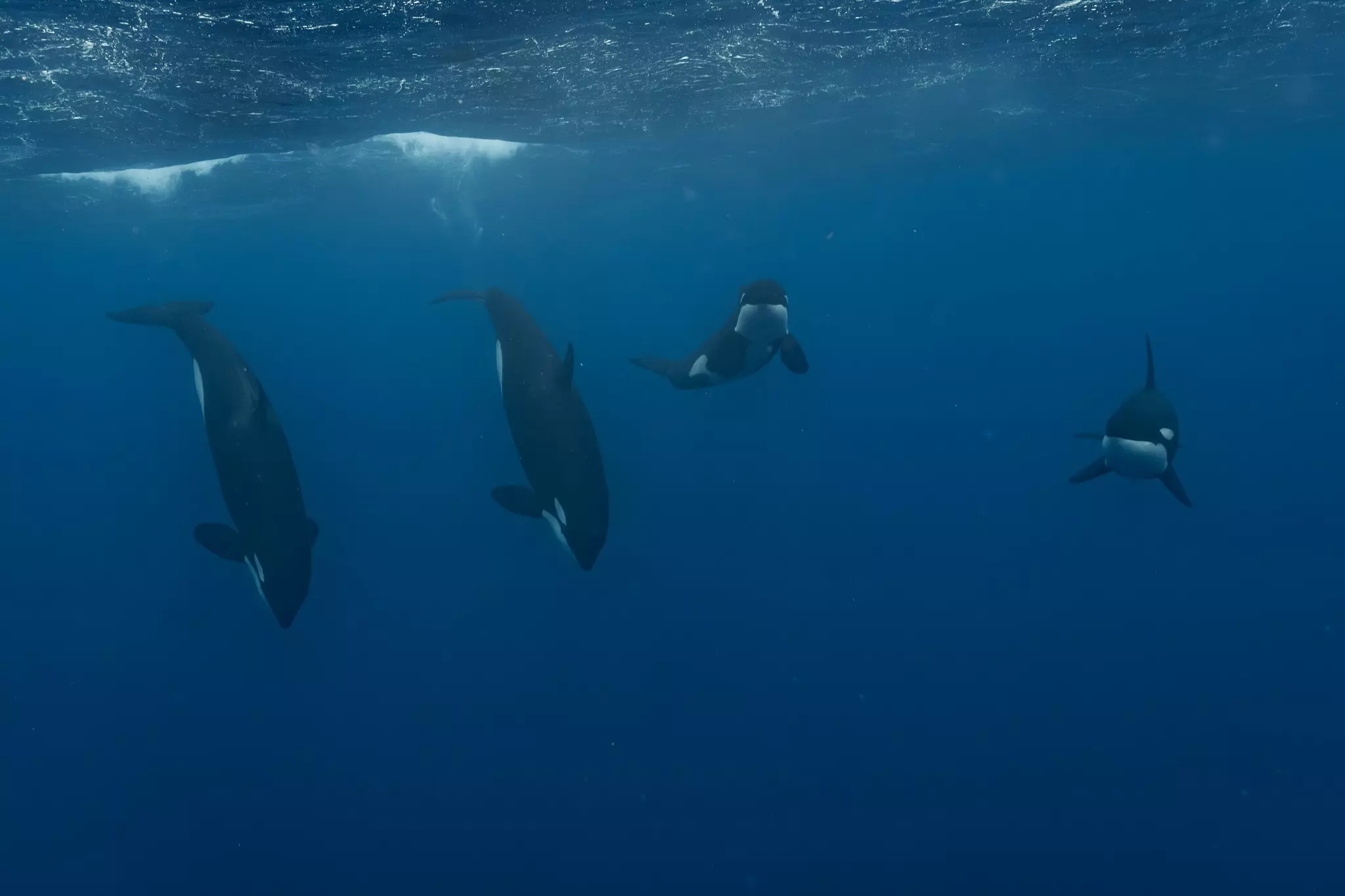 Polynésie : Les clichés fascinants d’un groupe d’orques au large de Moorea
