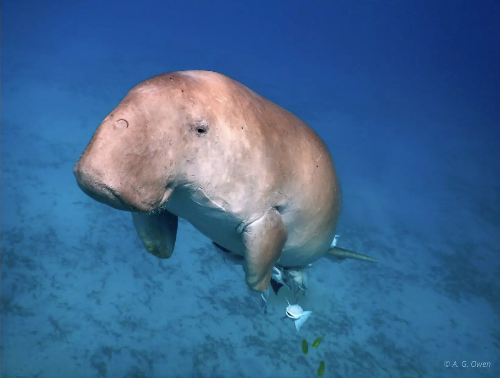 Nouvelle-Calédonie : une campagne pour protéger les dugongs, en danger critique d’extinction
