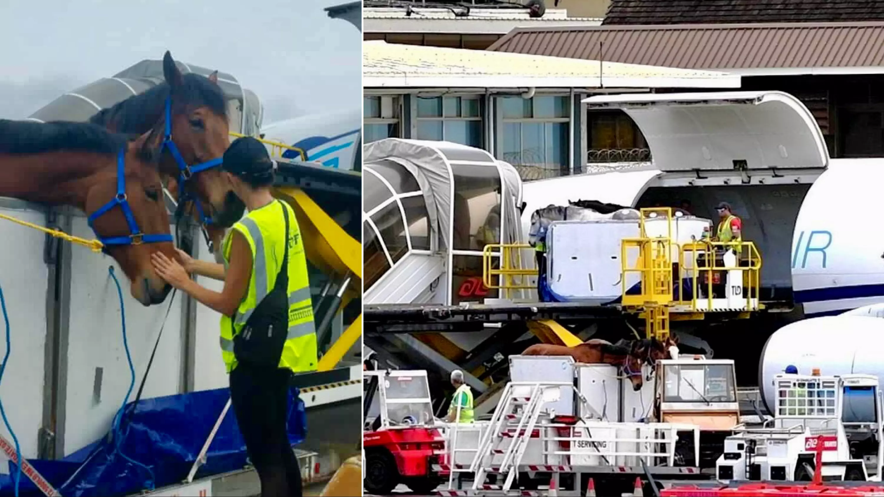 Une première en Polynésie : 24 chevaux et poneys livrés par avion