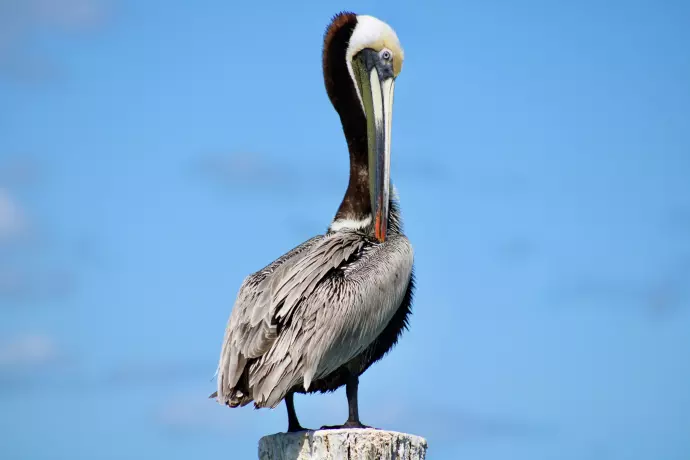 Biodiversité : En Guadeloupe, le nombre d'oiseaux tropicaux en chute libre