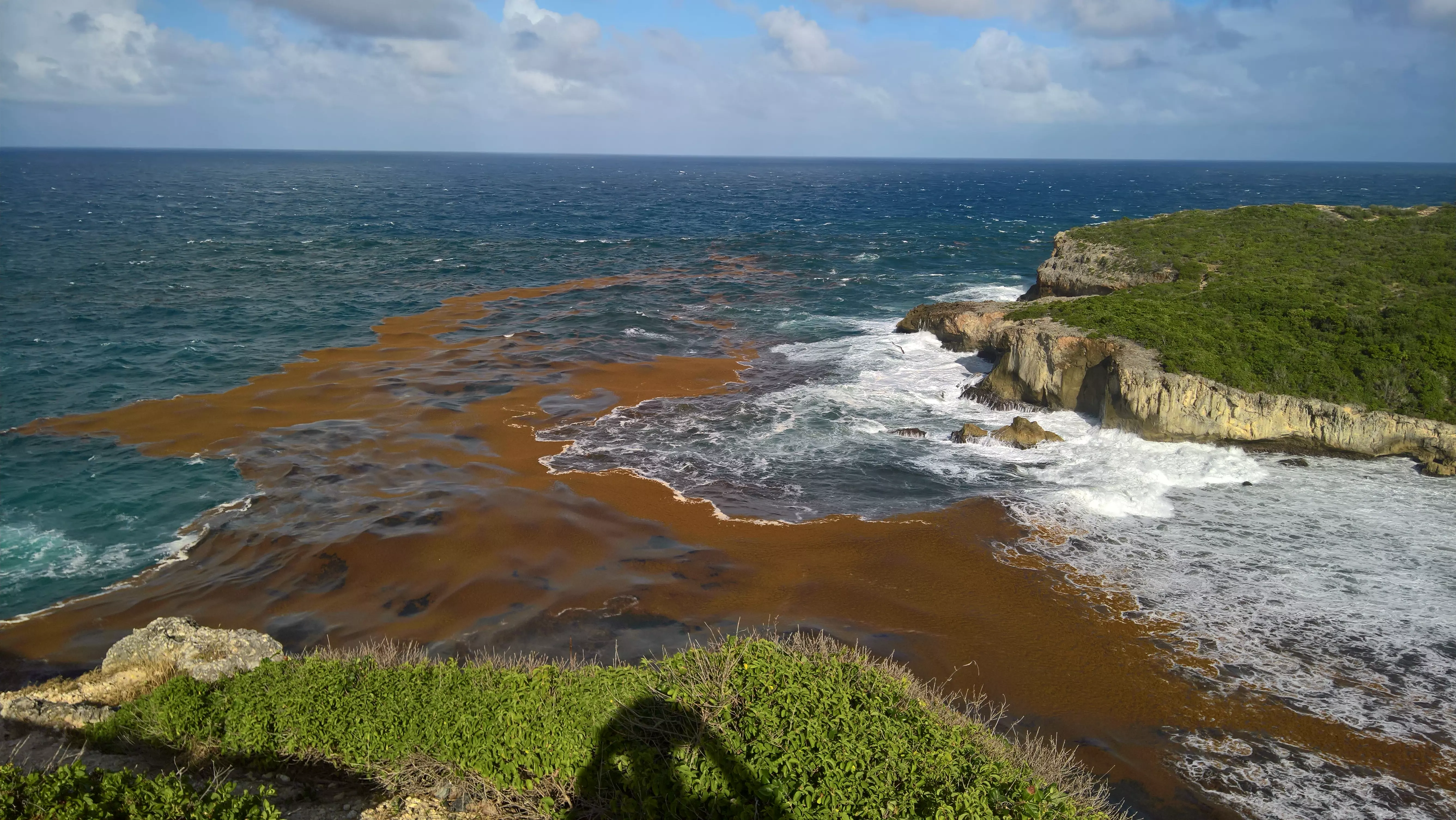 Biodiversité : À Abou Dhabi, la Guadeloupe obtient la reconnaissance internationale du fléau des sargasses