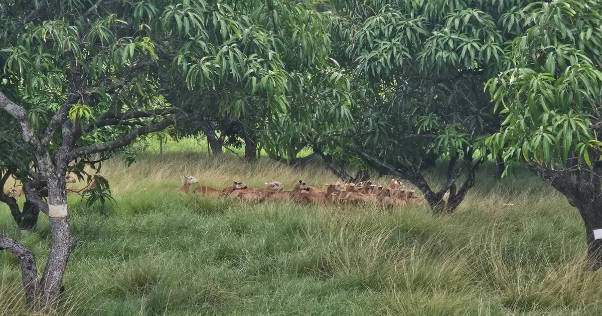 En Martinique, une bergerie sécurisée pour soulager les éleveurs et dynamiser la filière