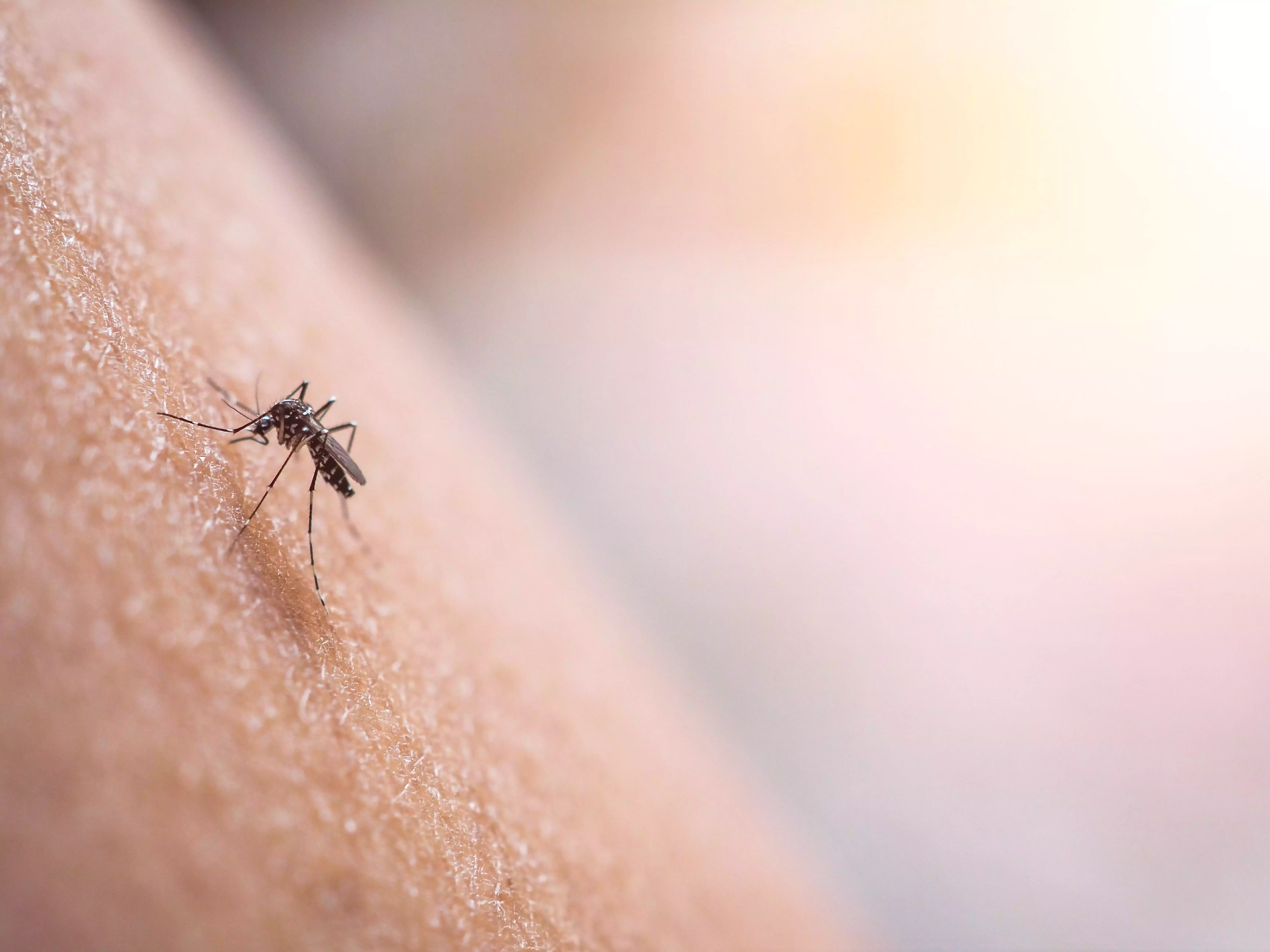 Chikungunya : désormais plus de 500 contaminations dans l'Hexagone en 2025, un niveau inédit