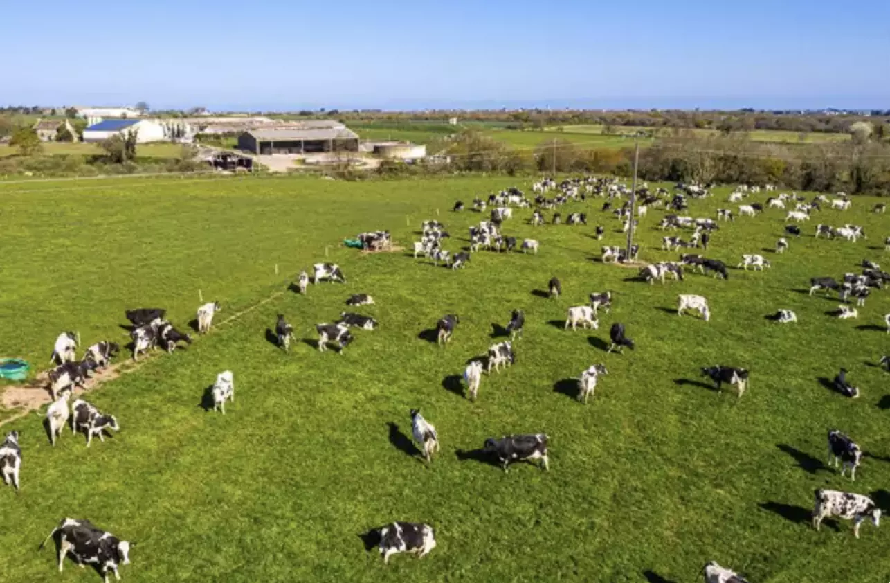 La Nouvelle-Zélande accusée de "déni climatique" après une baisse de ses objectifs sur le méthane