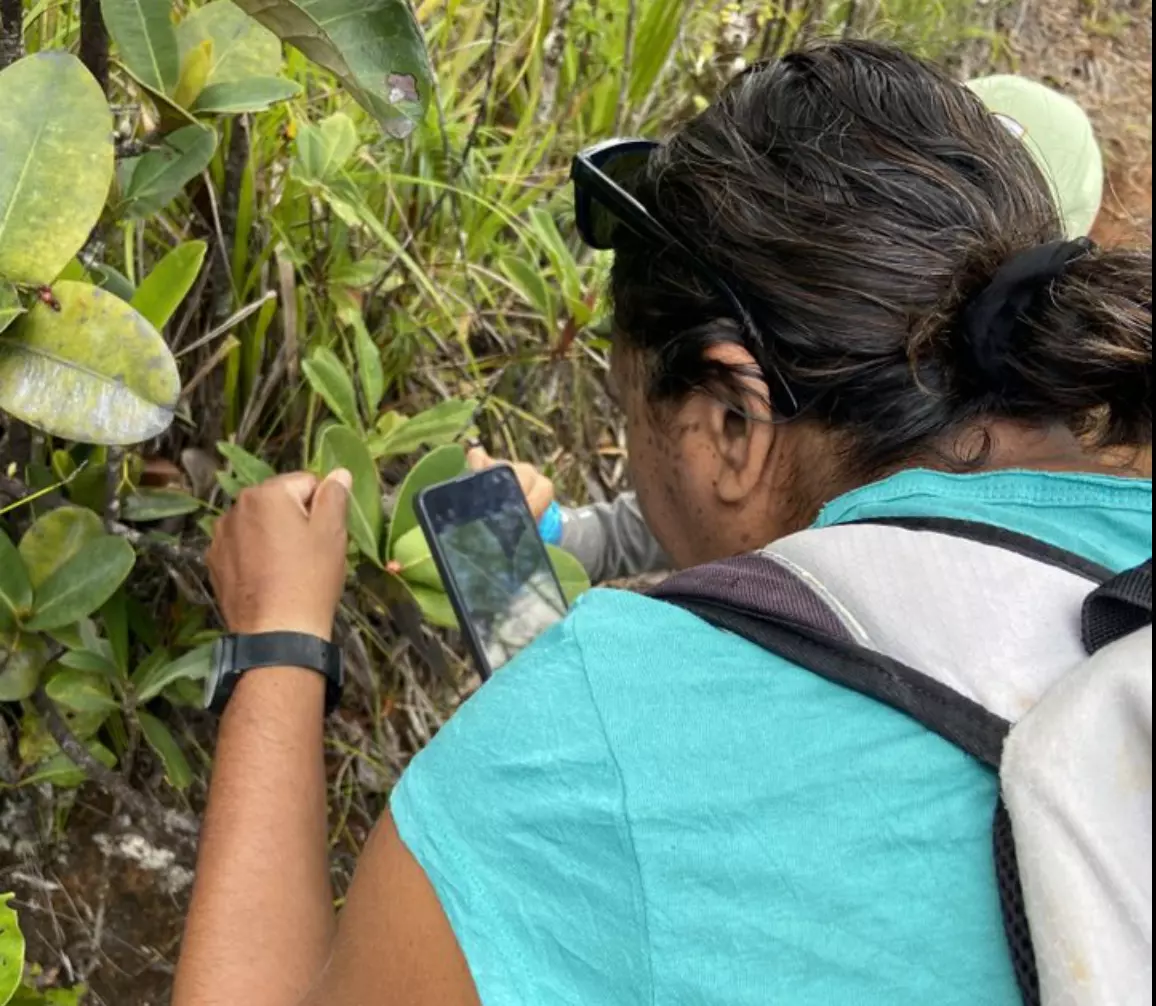 Nouvelle-Calédonie : Les espèces du territoire recensées dans le cadre du Grand Bioblitz du Sud