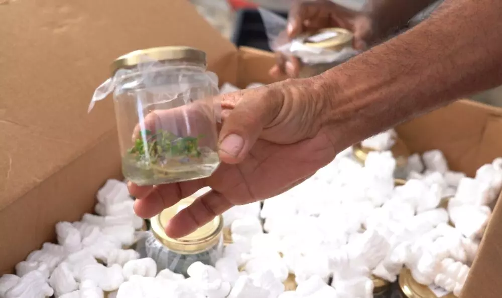 Agriculture : La Polynésie offre 1 200 vitro-plants de ‘uru (arbre à pain) à La Réunion
